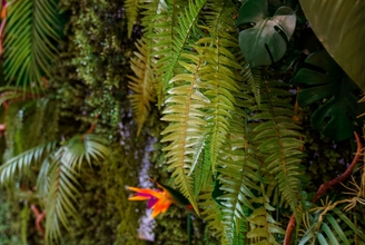 Тропическая фотозона