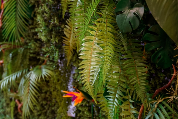 Тропическая фотозона